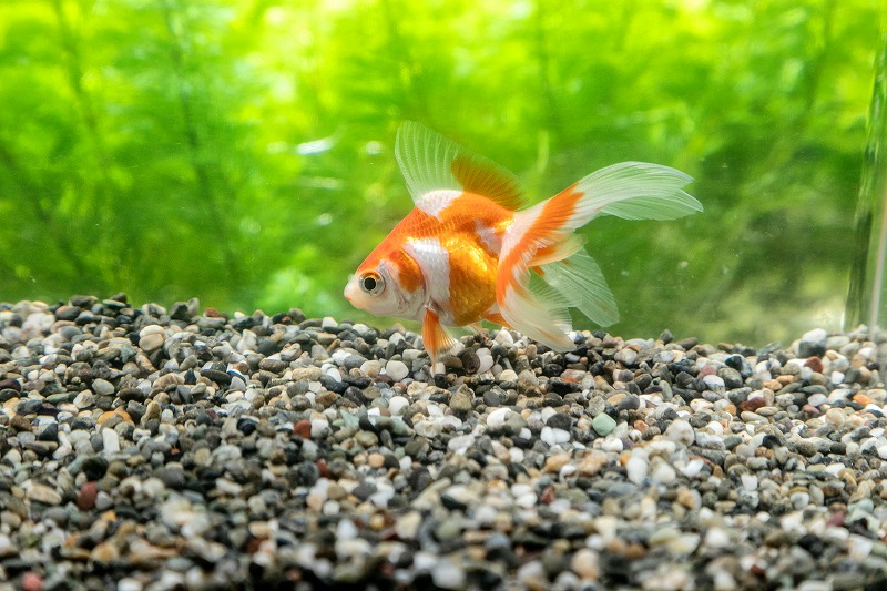 当店で取り扱う金魚・メダカについて