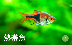 熱帯魚