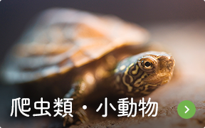 爬虫類・小動物