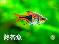 熱帯魚